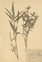 藏品(蓬萊竹)的圖片